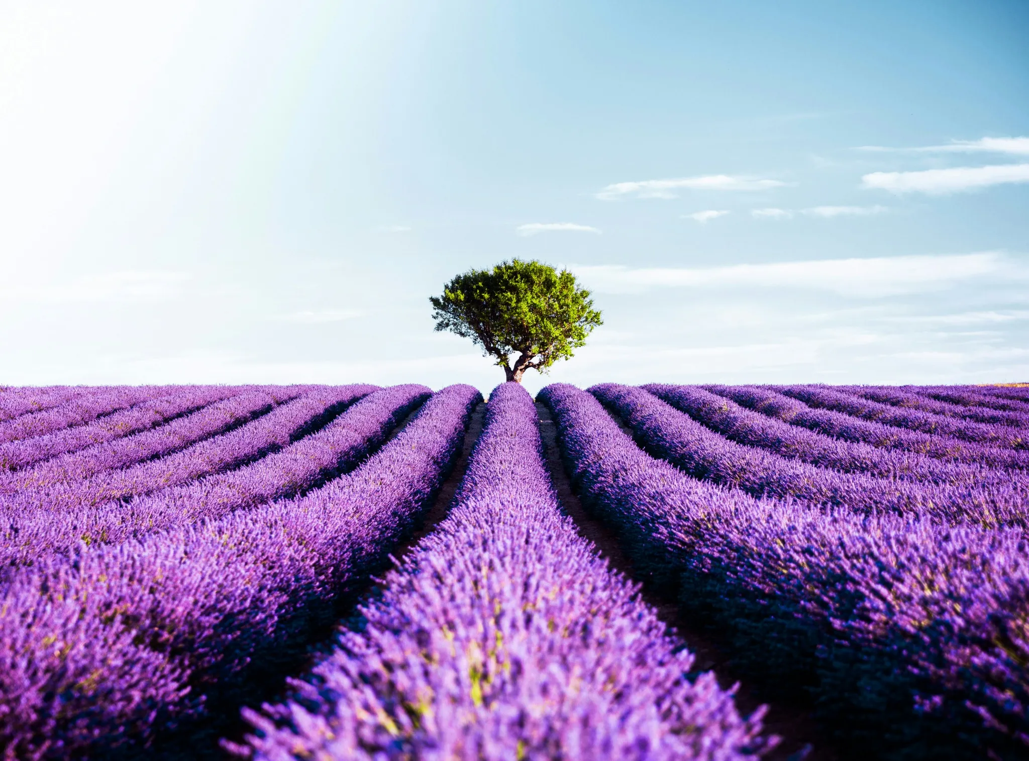Discover Gordes, Valensole, Lourmarin, and the Lavender Fields with Premium VTC/TAXI Services